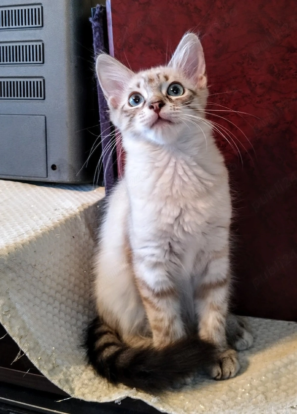 Ragdoll fetițe Domnesti - Animale