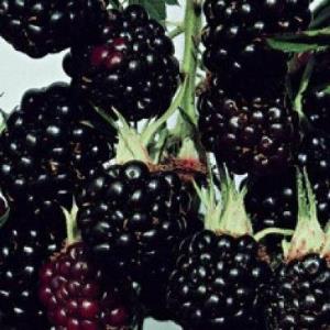 Mur de cultura - imagine 2