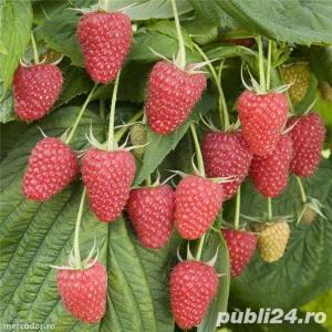 Zmeur, coacaz, mur si afin