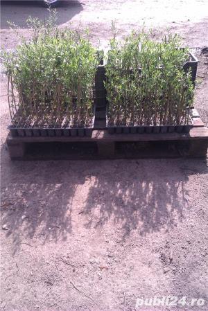 Arbusti Goji Bio pe rod - imagine 3