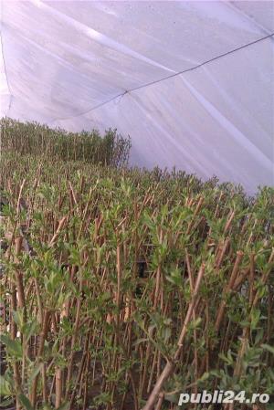 Arbusti Goji Bio pe rod - imagine 5