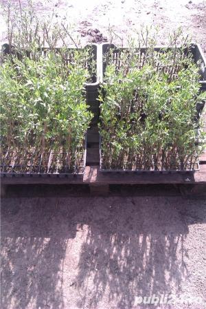 Arbusti Goji Bio pe rod - imagine 4