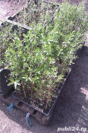 Arbusti Goji Bio pe rod - imagine 8