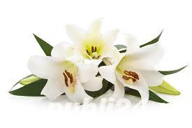 Memorial Craiova - Servicii Funerare Complete