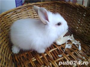 Iepurasi pitici de companie - imagine 4