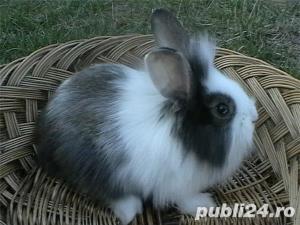 Iepurasi pitici de companie - imagine 11