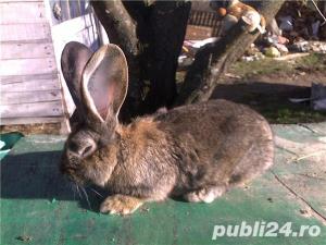 i tineret californian.urias gri german lunie f buna - imagine 7