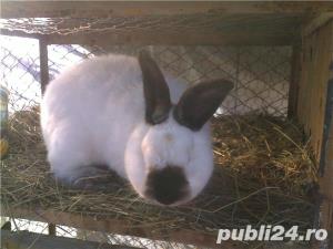 i tineret californian.urias gri german lunie f buna - imagine 5