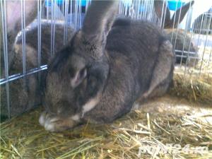 i tineret californian.urias gri german lunie f buna - imagine 6