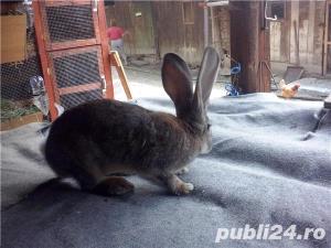 Vand iepuri Urias German