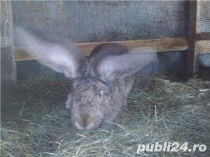 Vand iepuri Urias German - imagine 2 Vand iepuri Urias German - imagine 2