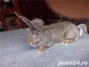 Vand iepuri Urias German - imagine 5 Vand iepuri Urias German - imagine 5