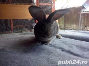 Vand iepuri Urias German