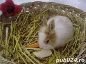 Iepurasi pitici de companie - imagine 14