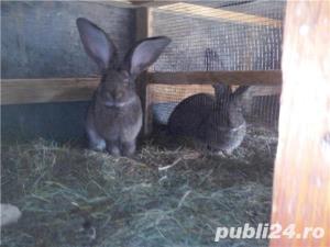 Vand iepuri Urias German - imagine 3 Vand iepuri Urias German - imagine 3