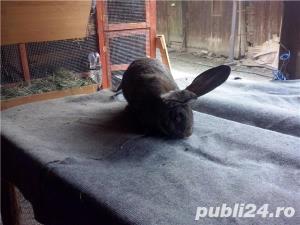 Vand iepuri Urias German - imagine 5