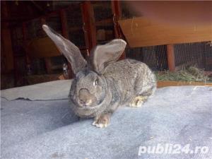 Vand iepuri Urias German - imagine 6