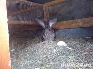 Vand iepuri Urias German - imagine 7