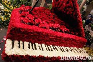 Muzica: pian, viora, teoria muzicii - imagine 2