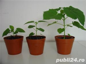 PAULOWNIA - arbori, răsaduri, puieţi şi butaşi - imagine 2