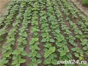 PAULOWNIA - arbori, răsaduri, puieţi şi butaşi - imagine 3