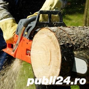 Tai lemne de foc si copaci, cu drujba