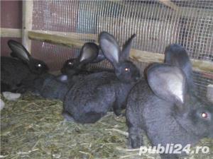 Vand iepuri Urias German - imagine 4