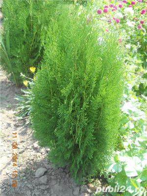 Seminte Tuia - imagine 8