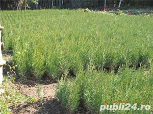 Seminte Tuia - imagine 2