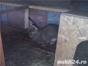 Vand  iepuri  Urias  German  Gri - imagine 8