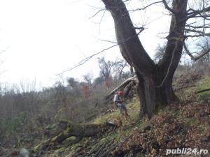 Te-ai saturat ca la fiecare furtuna sa iti fie frica sa nu cada copacul pe casa?