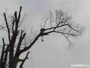 Te-ai saturat ca la fiecare furtuna sa iti fie frica sa nu cada copacul pe casa? - imagine 3