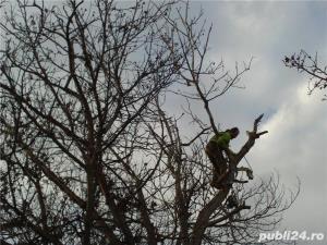 Te-ai saturat ca la fiecare furtuna sa iti fie frica sa nu cada copacul pe casa? - imagine 5