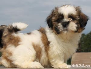Shih-Tzu, talie toy, bicolori, pui din parinti arbitrati