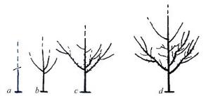 Taieri de intretinere pomi si arbusti fructiferi sau ornamentali