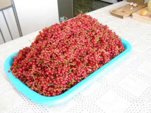 Vand puieti de coacaz, zmeur, visin - imagine 2