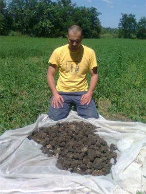 Vand caini pentru trufe - imagine 2 Vand caini pentru trufe - imagine 2