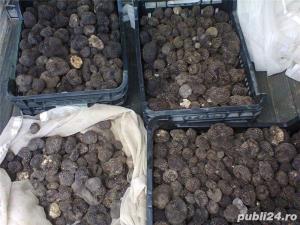 Vand caini pentru trufe - imagine 3 Vand caini pentru trufe - imagine 3