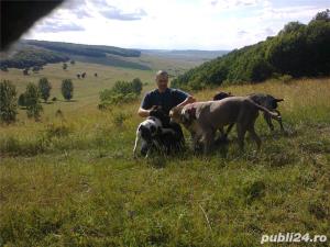 Vand caini pentru trufe - imagine 7 Vand caini pentru trufe - imagine 7