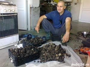 Vand caini pentru trufe - imagine 8 Vand caini pentru trufe - imagine 8