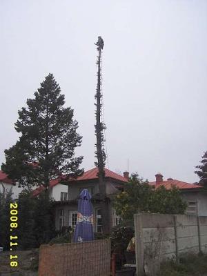 Taieri copaci periculosi CLUJ - imagine 2