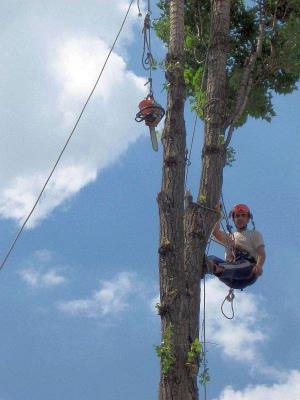 Taieri copaci periculosi CLUJ - imagine 8