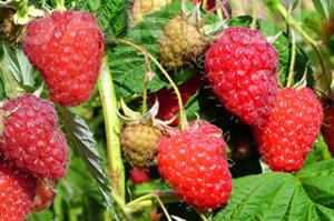 Vand flori Colocasia, puieti de coacaz si zmeur si alte plante de gradina - imagine 5