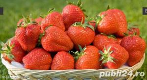 Stoloni de capsuni - imagine 2