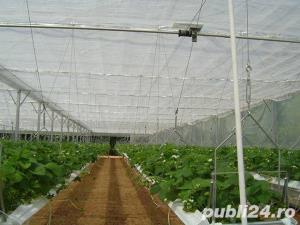 Sere pentru capsuni - imagine 3