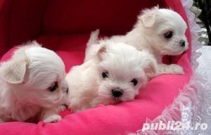 Catei Bichon Maltez Mini Toy - Cumpără în condiții de legalitate și siguranță  - imagine 3