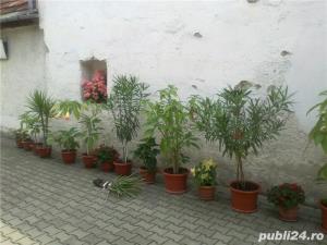 plante ornamentale ptr.amenajari exterioare (YUCCA, LEANDRII,) - imagine 2