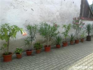 plante ornamentale ptr.amenajari exterioare (YUCCA, LEANDRII,) - imagine 5
