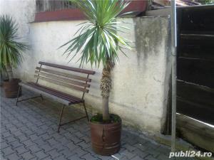 plante ornamentale ptr.amenajari exterioare (YUCCA, LEANDRII,) - imagine 6