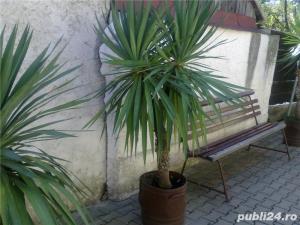 plante ornamentale ptr.amenajari exterioare (YUCCA, LEANDRII,) - imagine 7